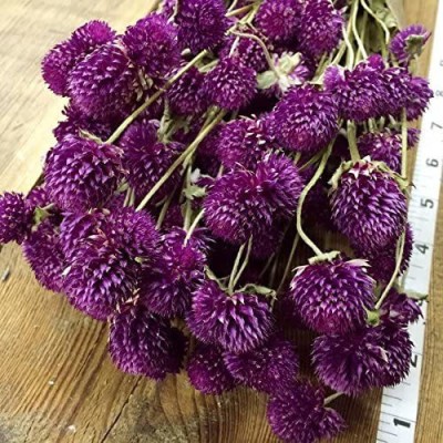 VibeX PUAS-60 - Globe Amaranth Purple ~Gomphrena - (540 Seeds) Seed(540 per packet)