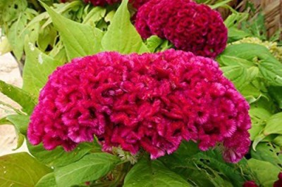 VibeX VVI-21 - Celosia Mix Large flowers also called Cockscomb - (180 Seeds) Seed(180 per packet)