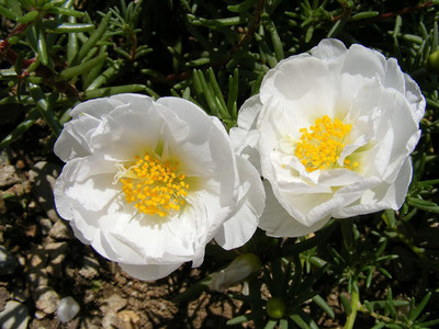 CYBEXIS PAU-79 - Hybrid Portulaca Moss Rose Double Mix Flower - (100 Seeds) Seed(100 per packet)
