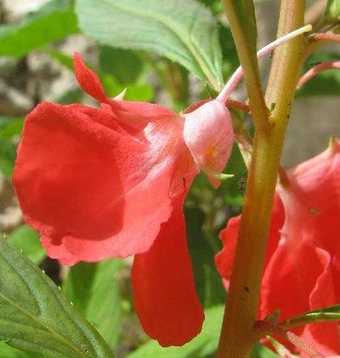 CYBEXIS NDIR-34 - Balsam Single Mix Flower - (30 Seeds) Seed(30 per packet)