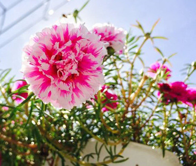 CYBEXIS Rare Portulaca Moss Rose Double Mix Flower Seeds Seed(1 g)