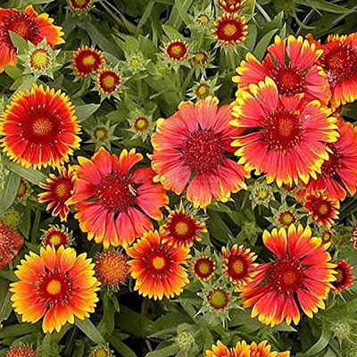 VibeX KGF -71 - Gaillardia mixed flower (multicolour) - (180 Seeds) Seed(180 per packet)