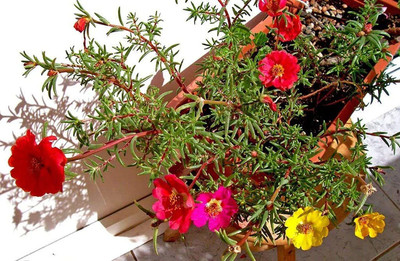 VibeX XL-97 - Portulaca Mix Flower For Home Gardening - (300 Seeds) Seed(300 per packet)