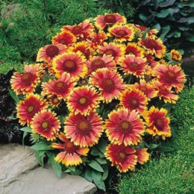 VibeX XLR-6 - Gaillardia mixed flower (multicolour) - (540 Seeds) Seed(540 per packet)