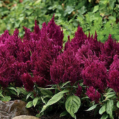 CYBEXIS VXI-19 - Celosia First Flame Purple - (60 Seeds) Seed(60 per packet)