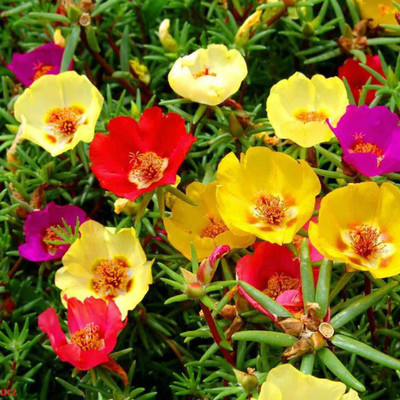 CRGO PORTULACA Seed(55 per packet)