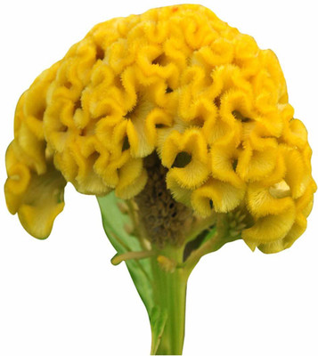 CYBEXIS Celosia Cristata Perennial Flower Seeds Yellow Seed(1 g)