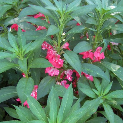 VibeX NBIR-8 - Balsam Flower Tom Thumb Mix - (30 Seeds) Seed(30 per packet)