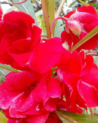 VibeX LX-30 - Hybrid Balsam Flower - (90 Seeds) Seed(90 per packet)