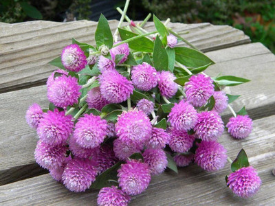 VibeX ATS-84 - Globe Amaranth Rose Flower Gomphrena - (60 Seeds) Seed(60 per packet)