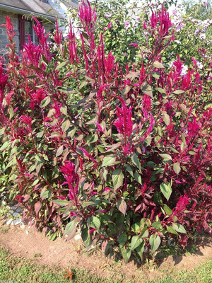 CYBEXIS Cockscomb China Town Red Celosia Seeds Seed(1 g)