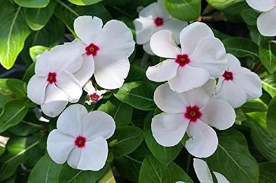 CYBEXIS VVI-55 - VINCA WHITE FLOWER - (60 Seeds) Seed(60 per packet)