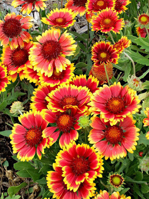 CYBEXIS NDIR-34 - Gaillardia ‘Mix’ F1 Hybrid Flower - (60 Seeds) Seed(60 per packet)