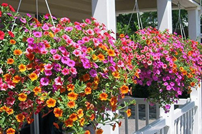 Aywal Phlox twinkle mix Seed(20 per packet)