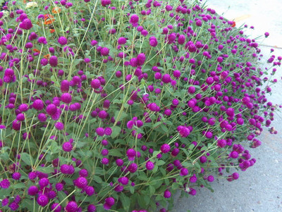 CYBEXIS PUAS-94 - Globe Amaranth Purple ~Gomphrena - (60 Seeds) Seed(60 per packet)