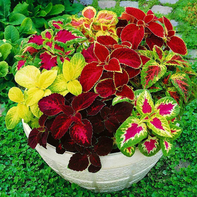 CYBEXIS NDIR-85 - Coleus Rainbow Mixed Variety Quality - (150 Seeds) Seed(150 per packet)