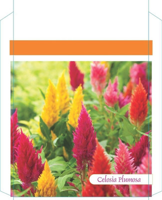 CYBEXIS Celosia Plumosa Mix Glorious Seed Seed(1 g)