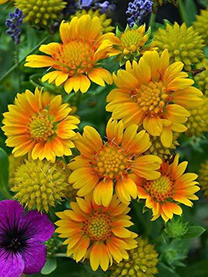 VibeX LX-13 - Gaillardia Double Beautiful Flower Different Colors Hybrid - (60 Seeds) Seed(60 per packet)