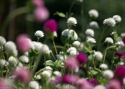 VibeX NBIR-25 - Globe Amaranth Mix Color White pink rose Salmonand purple (180 Seeds) Seed(180 per packet)