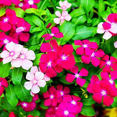 CYBEXIS TLX-92 - Navya germination Vinca Mixed Finest - (540 Seeds) Seed(540 per packet)