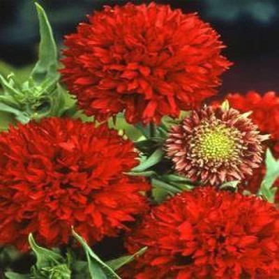 CYBEXIS GBPUT-10 - RED Gaillardia-Aristata Flower Ornamental Rare - (60 Seeds) Seed(60 per packet)