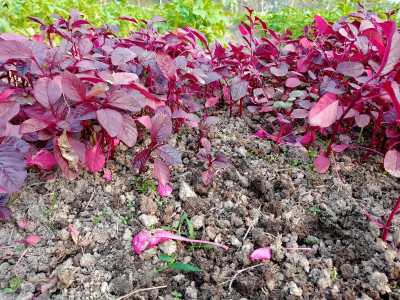 Paudha Red Amaranthus Vegetable Seed(20 per packet)
