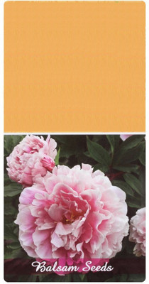 CYBEXIS LX-13 - Balsam Tom Thumb Double Mix Flower - (270 Seeds) Seed(270 per packet)