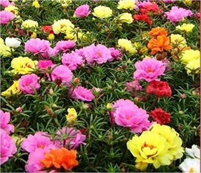 VibeX HUA-48 - Portulaca GRANDI Flora Double - (900 Seeds) Seed(900 per packet)
