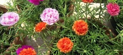 VibeX LX-13 - Portulaca rare color flower Plant - (900 Seeds) Seed(900 per packet)