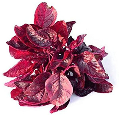 Paudha Red Amaranthus Vegetable Seed(36 per packet)