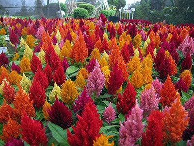 VibeX LX-13 - Celosia Flower - Mixed Color Flower - (60 Seeds) Seed(60 per packet)