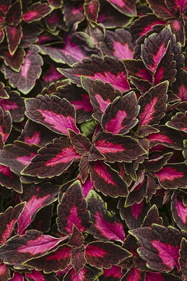 VibeX PUAS-9 - Common Coleus Mixed Organic - (1350 Seeds) Seed(1350 per packet)