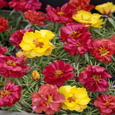 CYBEXIS VXI-70 - Portulaca Mixed Color Hybrid Flower For All Season - (300 Seeds) Seed(300 per packet)