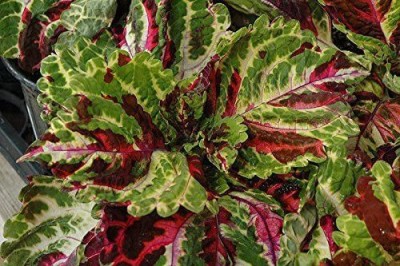 VibeX ATS-50 - Coleus Wizard MosaicAnnual Flowers - (150 Seeds) Seed(150 per packet)