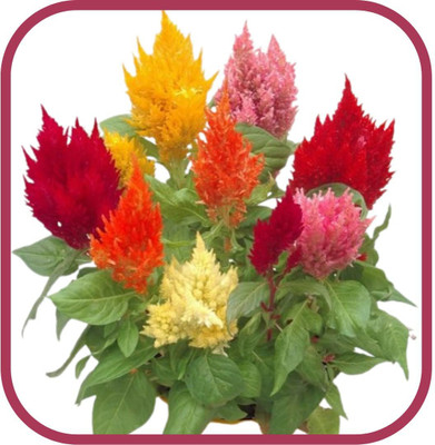 CYBEXIS CELOSIA - LILIPUT MIXED -Flower Seeds Seed(50 per packet)
