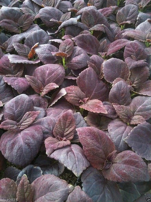 CYBEXIS Chocolate Coleus Seeds Seed(1 g)