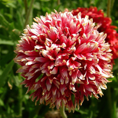 CYBEXIS XL-29 - GAILLARDIA ARISTATA - (60 Seeds) Seed(60 per packet)
