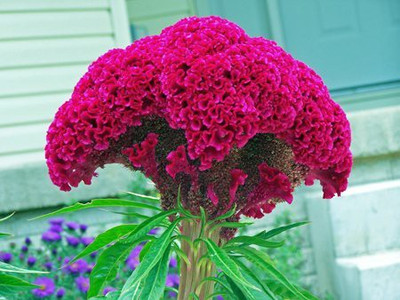 VibeX XL-12 - Celosia Cockscomb Dwarf Mix (Cristata Nana) - (180 Seeds) Seed(180 per packet)