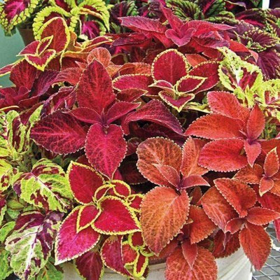 VibeX PAU-45 - Rainbow Flower Coleus - (1350 Seeds) Seed(1350 per packet)