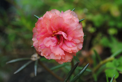 CYBEXIS Imported Portulaca Moss Rose Double Mix Flower Seeds Seed(50 per packet)