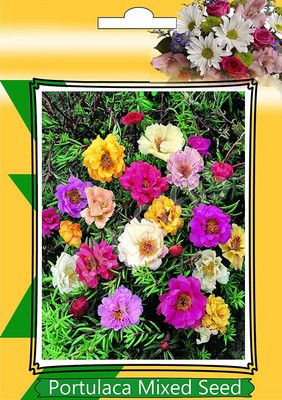 CYBEXIS Portulaca Hybrid Seeds Seed(1 g)