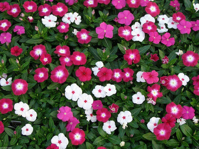 CYBEXIS TLX-7 - Flower Cape Vinca Periwinkle Gorgeous Color - (540 Seeds) Seed(540 per packet)