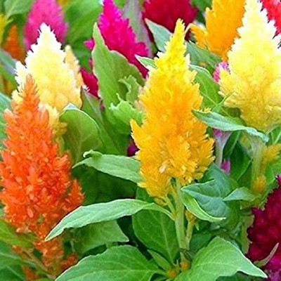 CYBEXIS Celosia Mix Flower Seeds Seed(50 per packet)