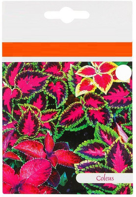 CYBEXIS NBIR-25 - Common Coleus Mixed Organic - (1350 Seeds) Seed(1350 per packet)