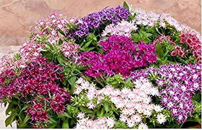Mozette Phox twinkle Flower Seed(12 per packet)