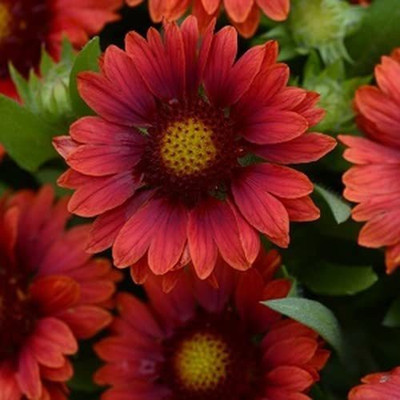 CYBEXIS VXI-70 - Gaillardia Red_Shades flower - (180 Seeds) Seed(180 per packet)