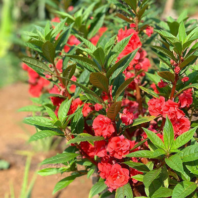 VibeX XL-97 - Imported Balsam Flower - (30 Seeds) Seed(30 per packet)