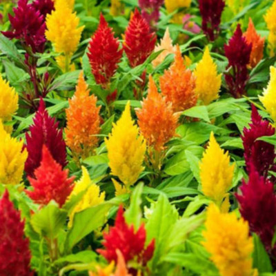 CYBEXIS XLL-86 - CELOSIA - LILIPUT MIXED -Flower - (60 Seeds) Seed(60 per packet)