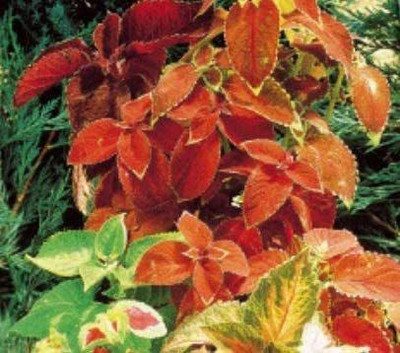 VibeX LX-47 - Buntnessel Rainbow Mix (Coleus) - (450 Seeds) Seed(450 per packet)