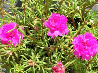 VibeX NDIR-34 - PORTULACA Moss rose DOUBLE Pink 200 - (900 Seeds) Seed(900 per packet)